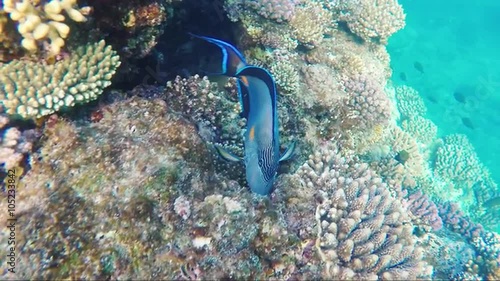 Exotic fish swim near coral reef photo