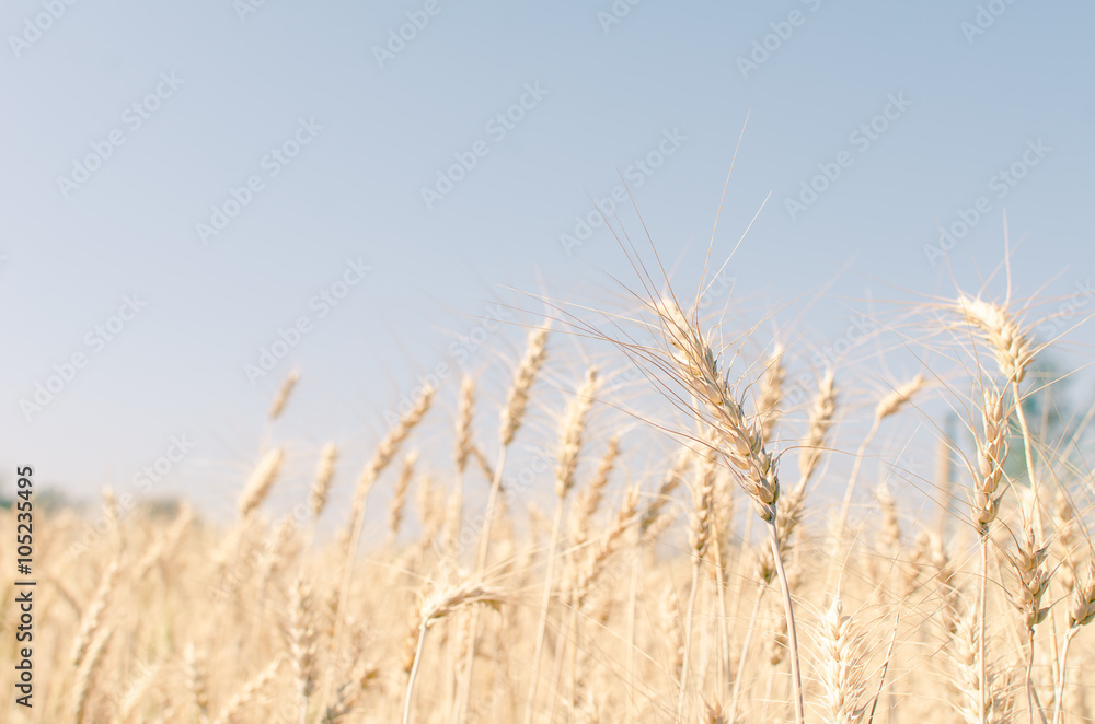 Fototapeta premium Wheat field on blue sky