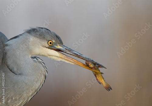 Obraz na plátně Young grey heron fishing in the pond closeup, with cattle fish, clean background