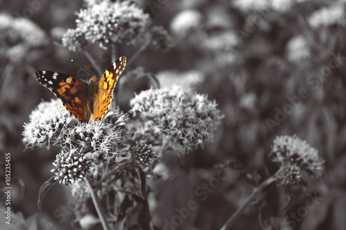 Fototapeta Orange butterfly, black and white photography