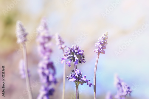 Wild purple salvia flowers( salvia nemorosa),soft focus and vintage color toned.