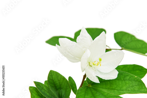 White flower isolated on white