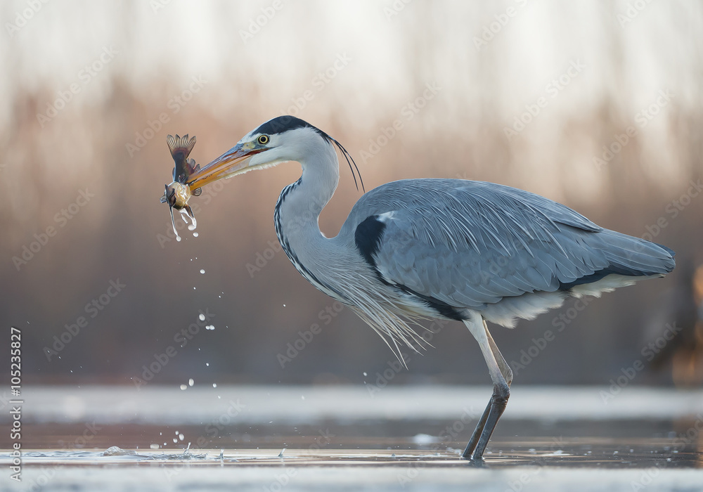 Obraz premium Grey heron standing in the water with big fish in the beak, clean background, Hungary, Europe