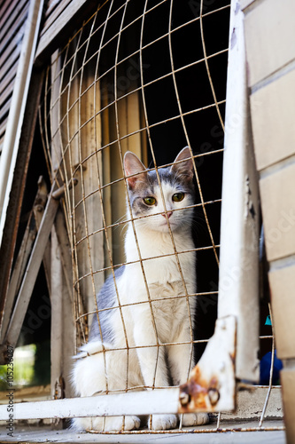 Cat behind iron fence