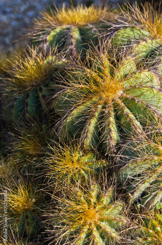Close up of a picturesque cactus plant at botanical garden in Cagliari, Sardinia, Italy