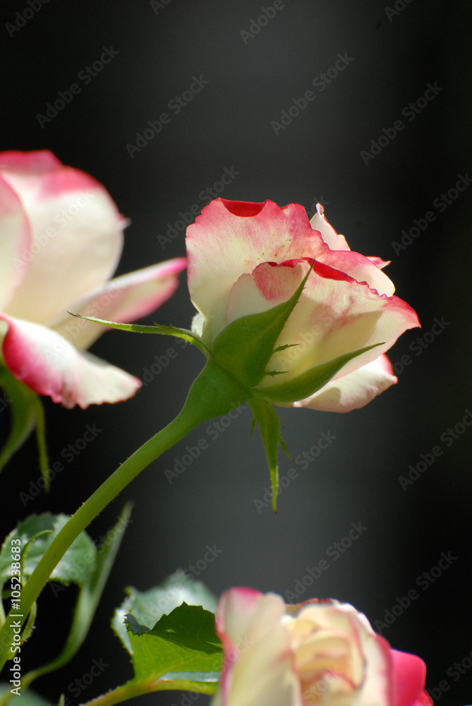 Beautiful rose flowers isolated on defocused background 