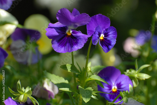 Purple pansy flowers