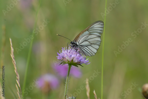 Beautiful butterfly sitting on the flower © beleksv