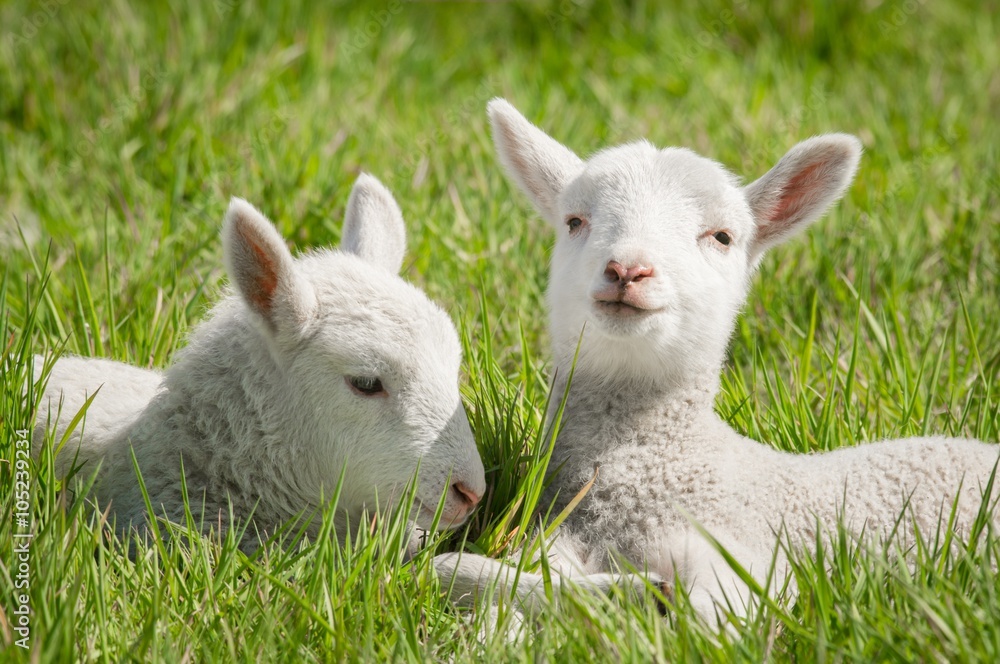 Fototapeta premium Zwei Lämmer liegen im langen Gras, 