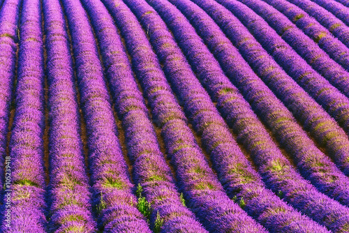 Lavender field - diagonal rows of lavender, natural flower background