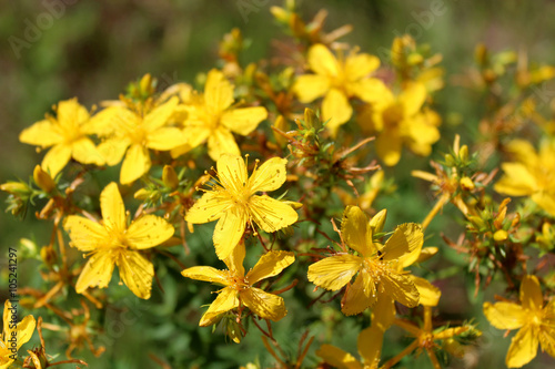 Yellow beautiful flowers of St.-John's wort photo