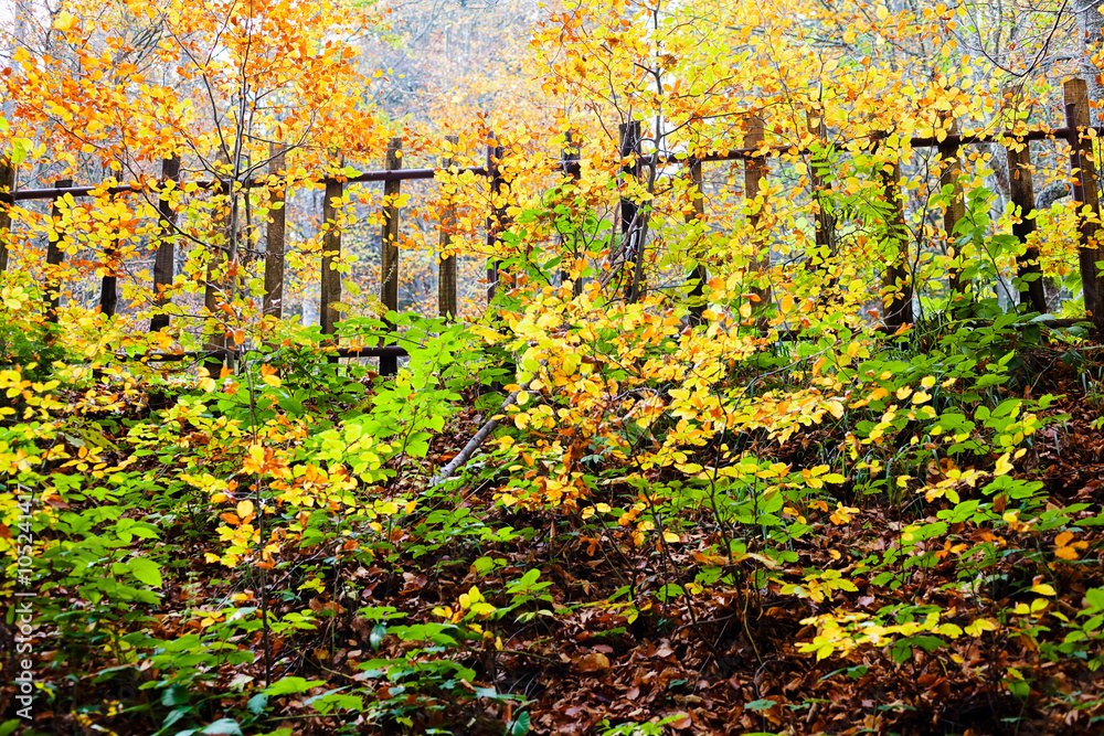 Obraz premium Wodden fence in the forest