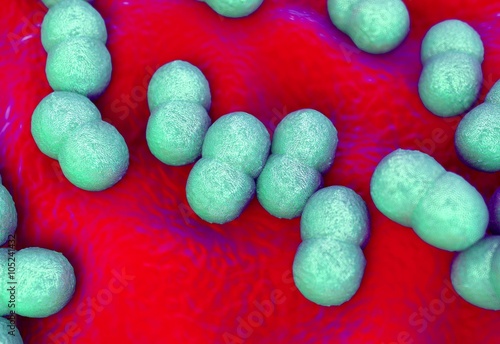 Staphylococcus epidermidis bacteria