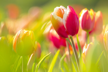 Wandcirkels Tulp Rode en gele tulpen close-up  © Sander Meertins