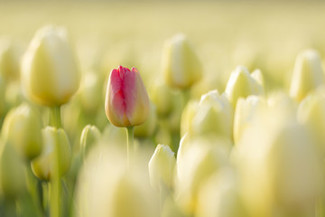 Wandcirkels Tulp Eén rode tulp in close-up  © Sander Meertins