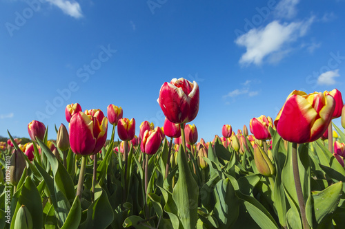 Yellow white red tulips flowerbed