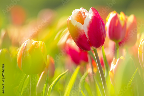 Fototapeta Naklejka Na Ścianę i Meble -  Red yellow tulips closeup