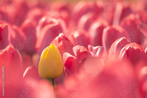 Fotografie Yellow tulip in a red flowerbed