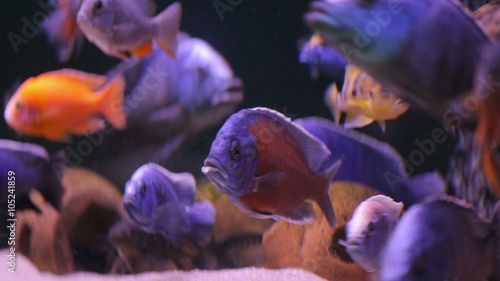 African Cichlid fishes searching for food between snags and green plants