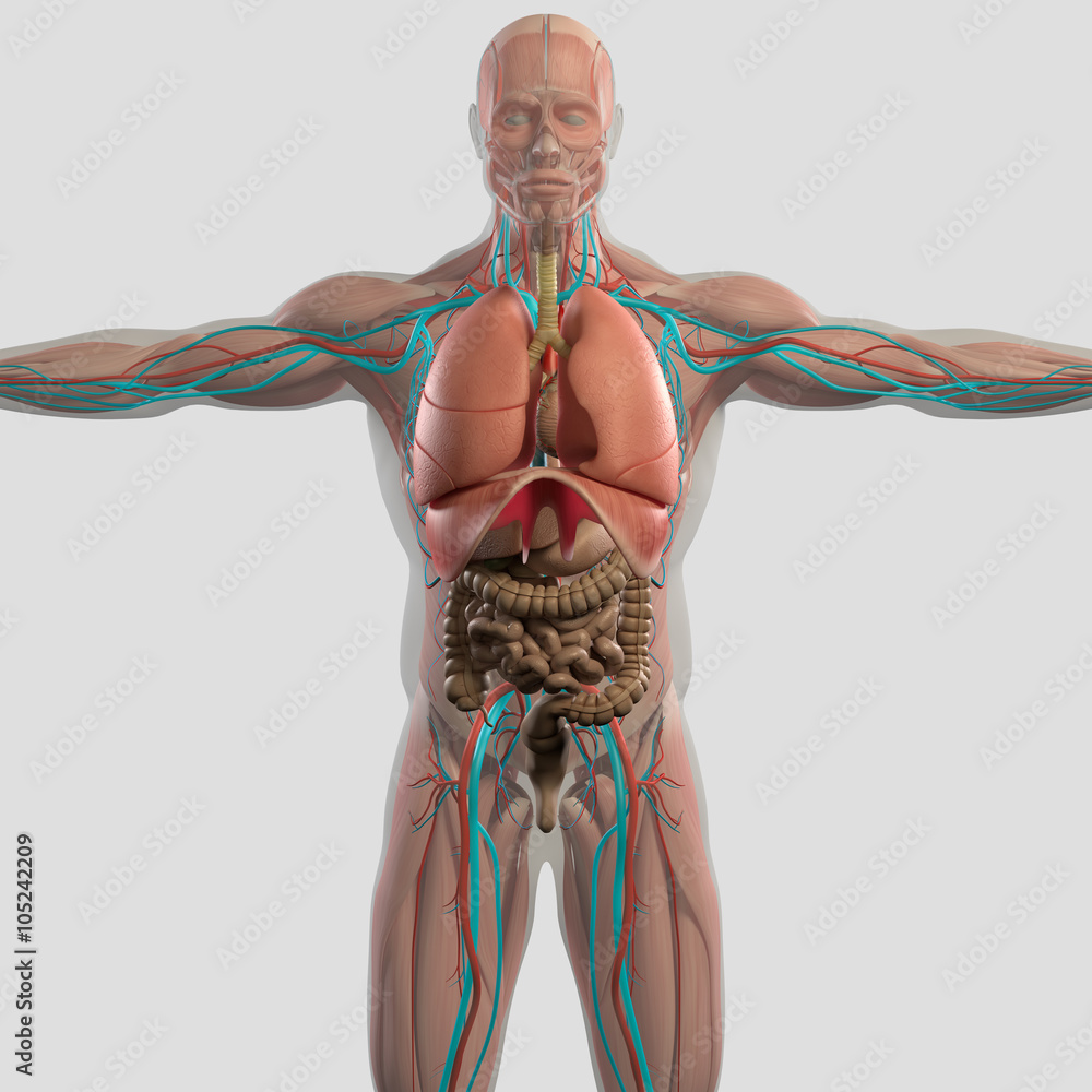 Human anatomy 3D futuristic scan technology with xray-like view of human  body. Male torso front showing inestines. On light background. Stock  Illustration | Adobe Stock
