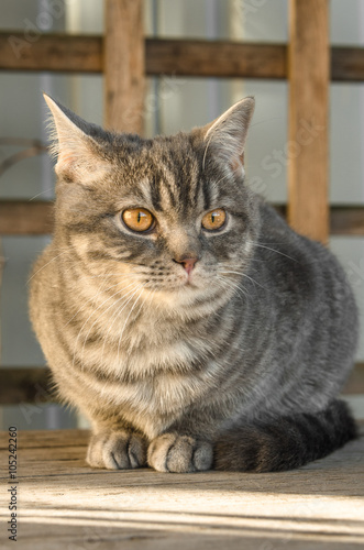 Wallpaper Mural  fat cat is heated on a solar terassa Torontodigital.ca