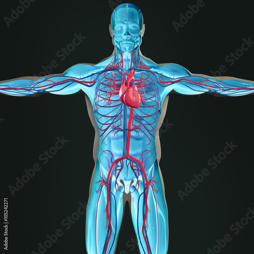 Human anatomy 3D futuristic scan technology with xray-like view of human body. Male torso front showing circulatory system. On dark background. Vibrant colors.