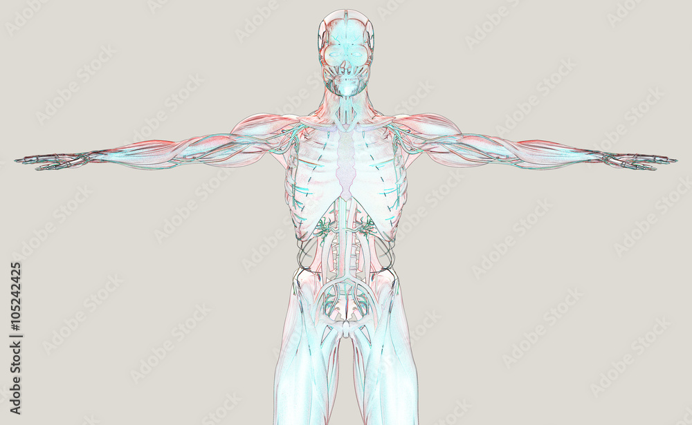 Human anatomy 3D futuristic scan technology with xray-like view of human body. Male torso front. On light background. Graphic design, art, illustration. Vibrant colors.