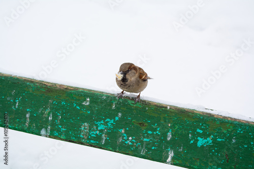 sparrow on the bench