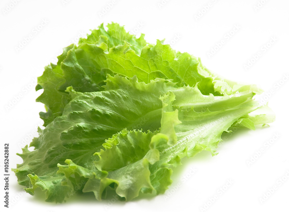 Salad leaf. Lettuce isolated on white background. Salad leaf. Lettuce isolated on white background.