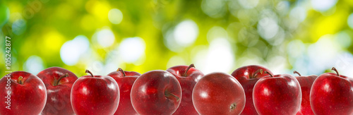 image of apples  in the garden on a green background close-up