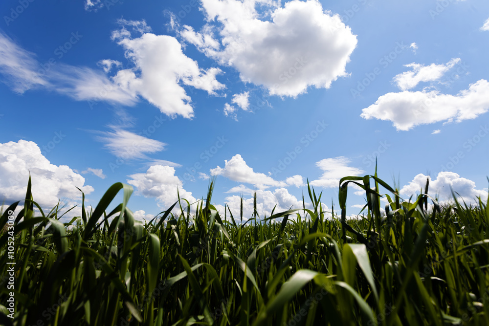 Obraz premium Cronfield on a sunny day