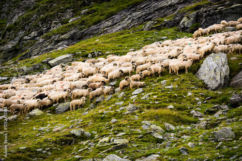 Flock of sheep in the mountains