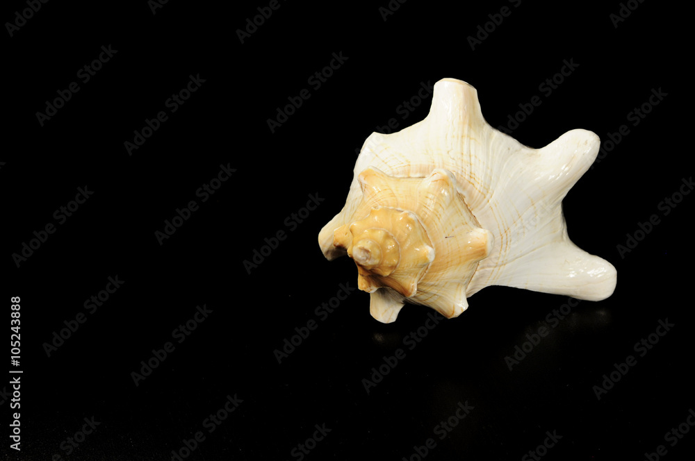 shell , underwater, marine life , on a black background shell , underwater, marine life , on a black background