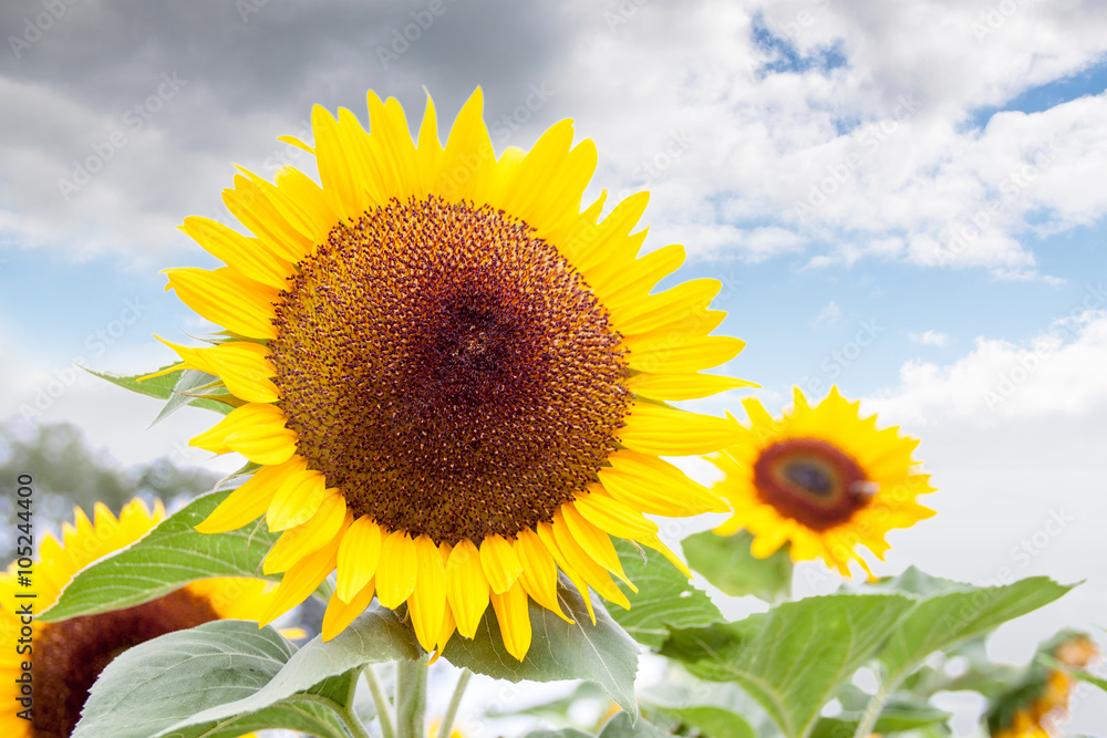 Strahlendes Gelb einer Sonnenblume vor wolkigem Hintergrund