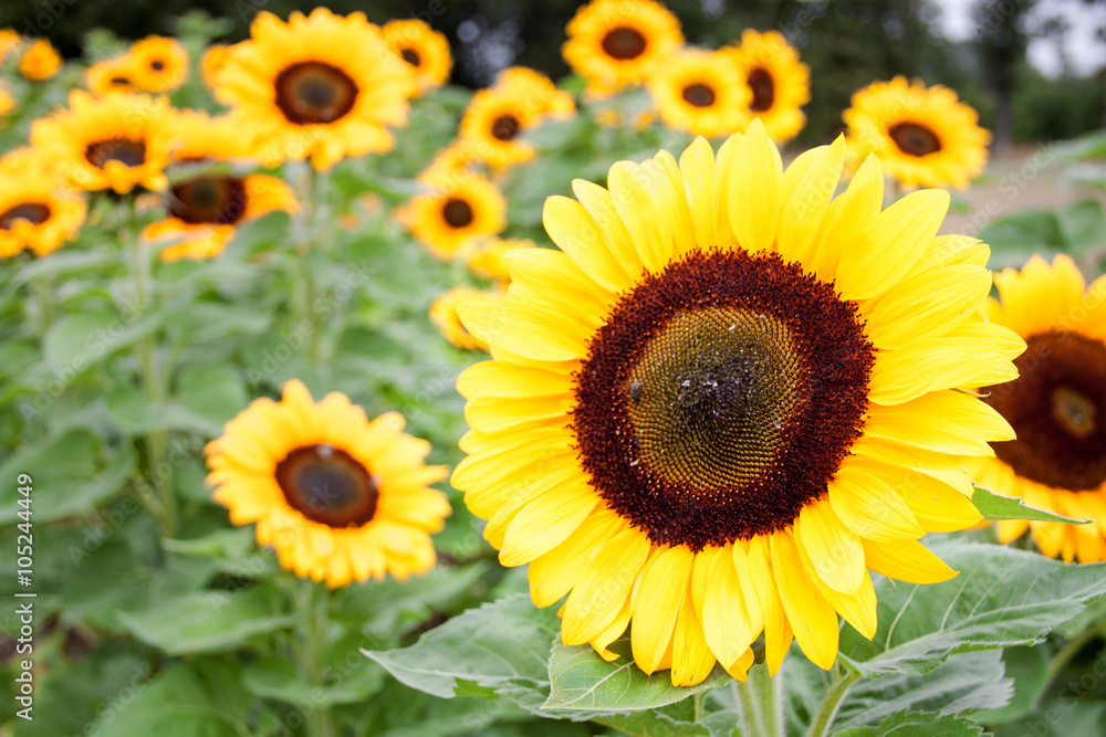 Feld in Gelb und Grün - Ein Feld voller Sonnenblumen