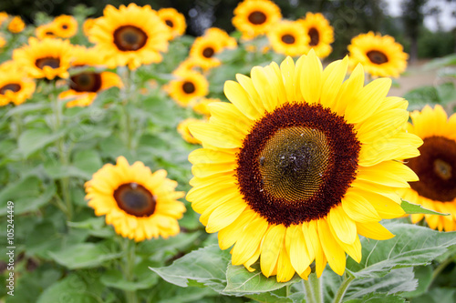 Feld in Gelb und Gr  n - Ein Feld voller Sonnenblumen