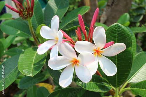 Wallpaper Mural Thai white temple flower Torontodigital.ca