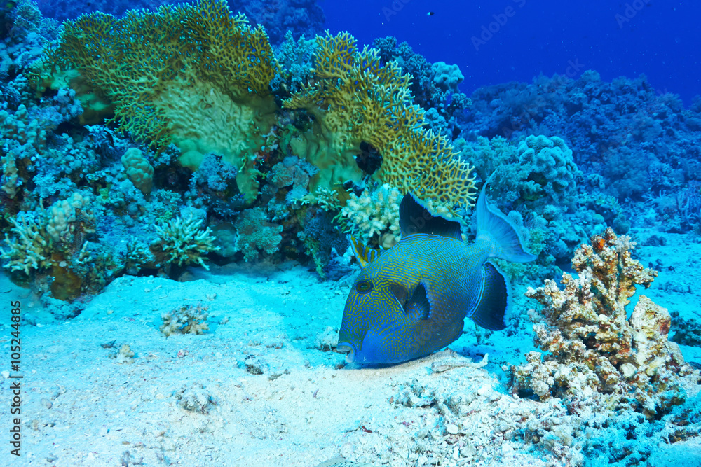 Blue triggerfish Blue triggerfish