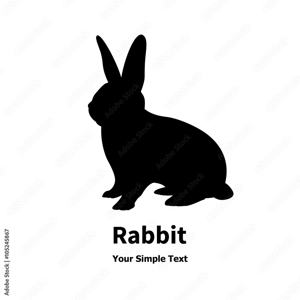 Fototapeta premium Rabbit
