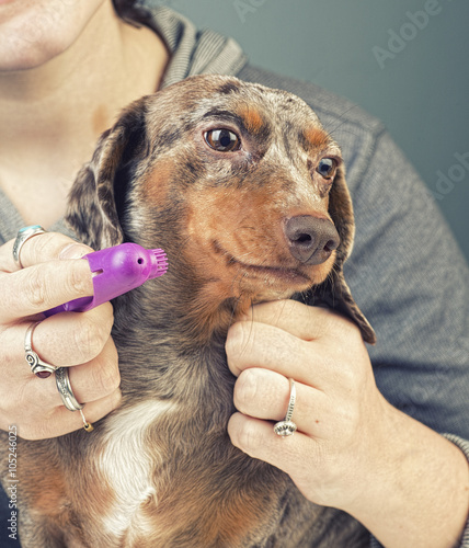 Beautiful young woman with curly brown hair cuddles small dapple dachshund
