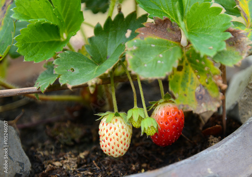 Growing Strawberries in Tropical Climates with an average temperature of 30c in Roiet Province, Thailand photo