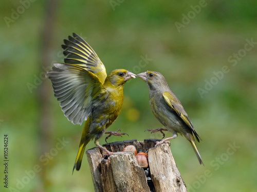 Quadro em tela Greenfinches scandal on feeder