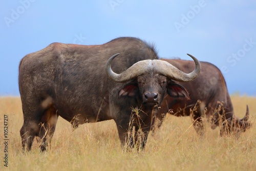 buffaloes at the masai mara national park photo