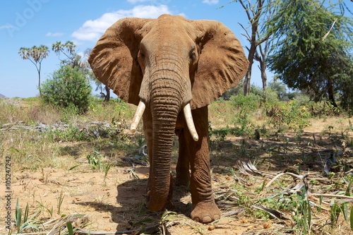 close-up with an elephant at samburu national park kenya