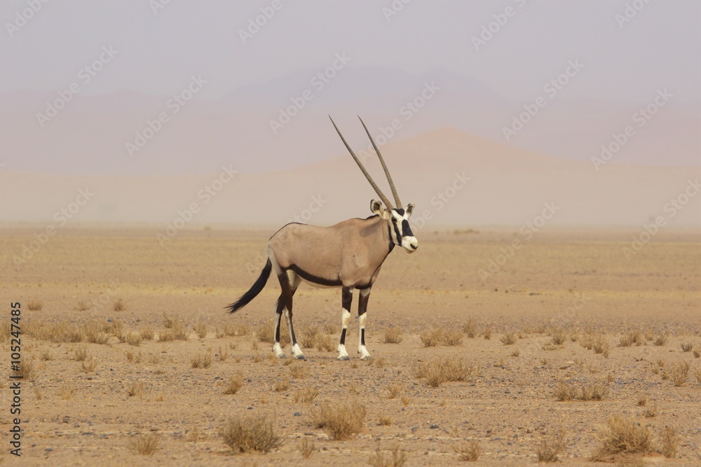 Fototapeta premium oryx in the namib naukluft desert namibia