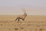 oryx in the namib naukluft desert namibia