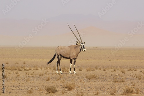 oryx in the namib naukluft desert namibia