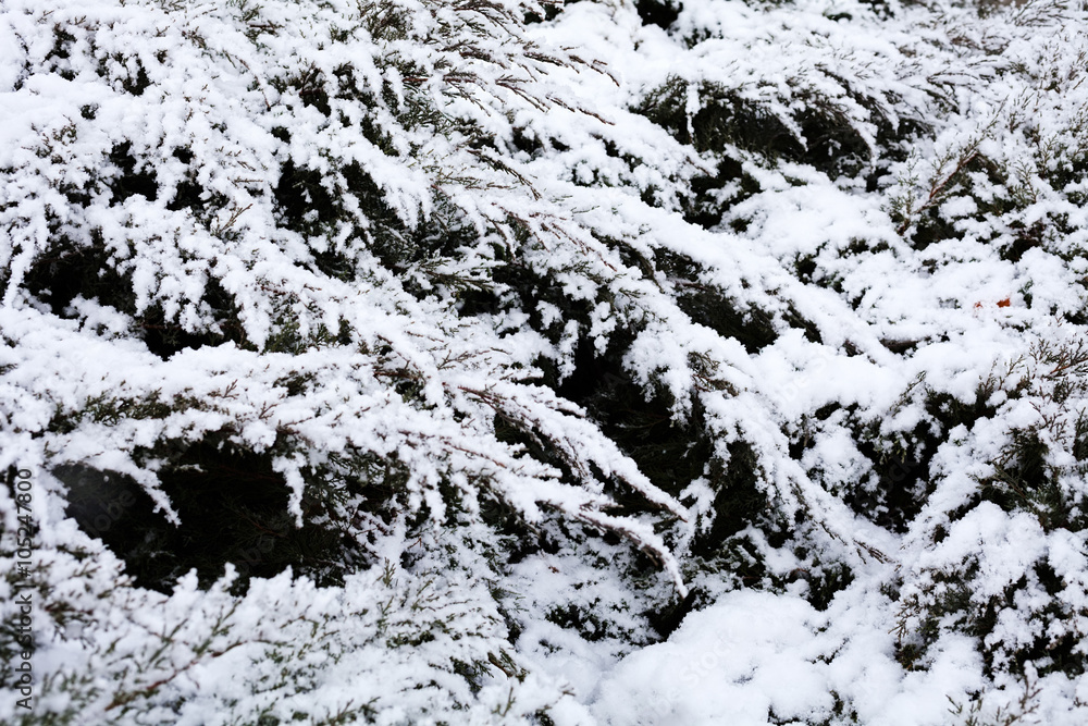 Pine tree covered in snow Pine tree covered in snow