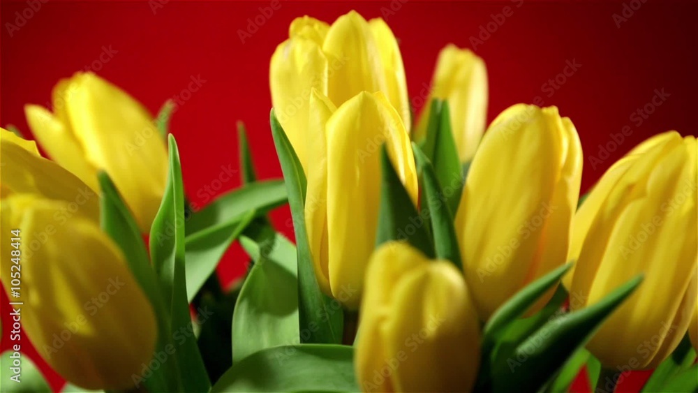 Rotating bunch of yellow tulips on red background, looped video, closeup Rotating bunch of yellow tulips on red background, looped video, closeup