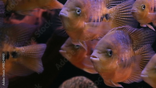 African Cichlid fishes searching for food between snags and green plants